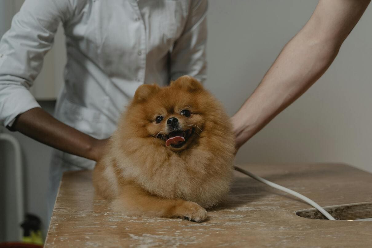 Puppy