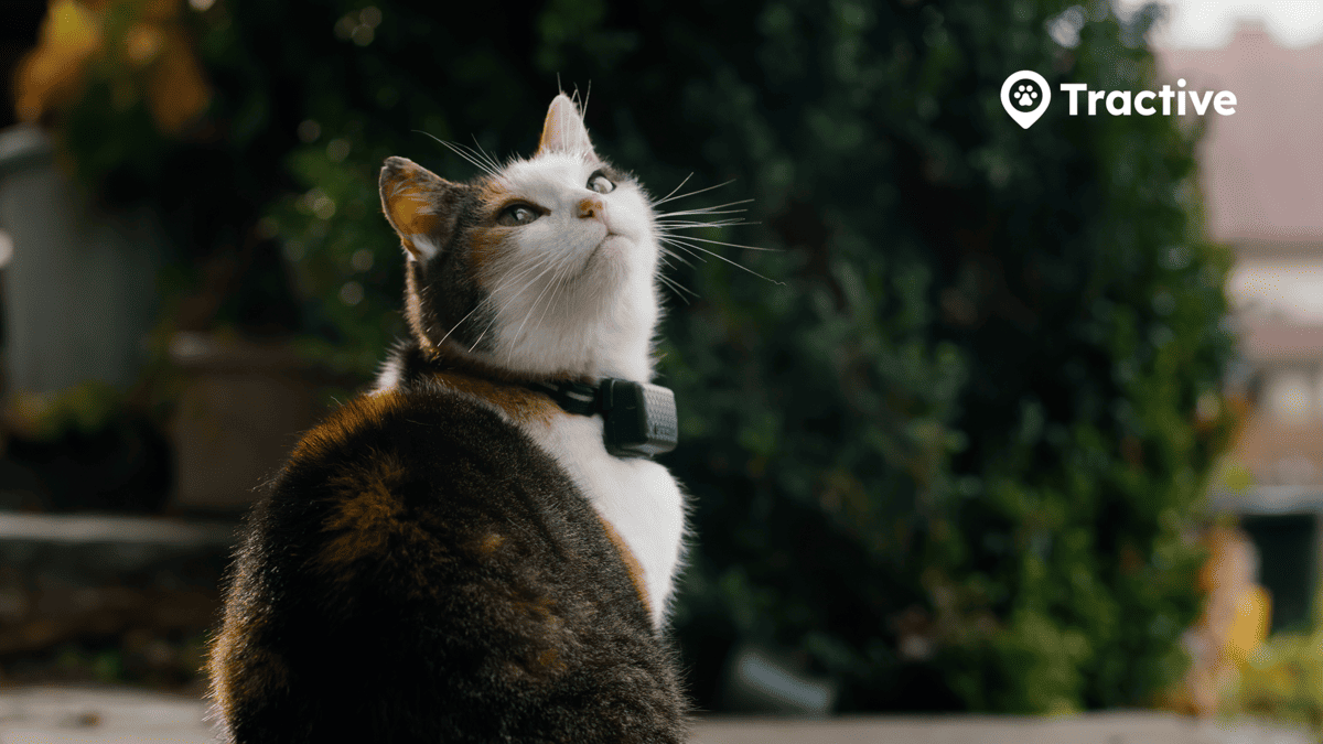 Photo: Tractive cat mini