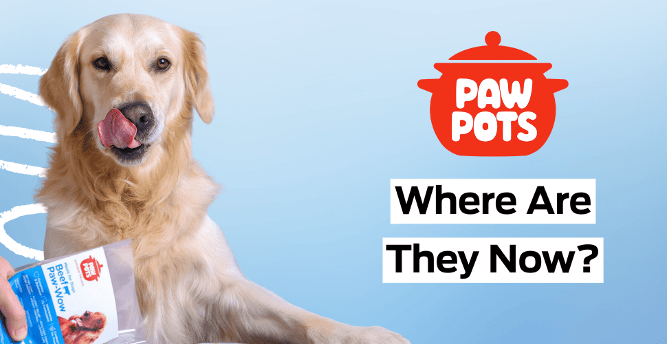 PawPots – Where Are They Now?